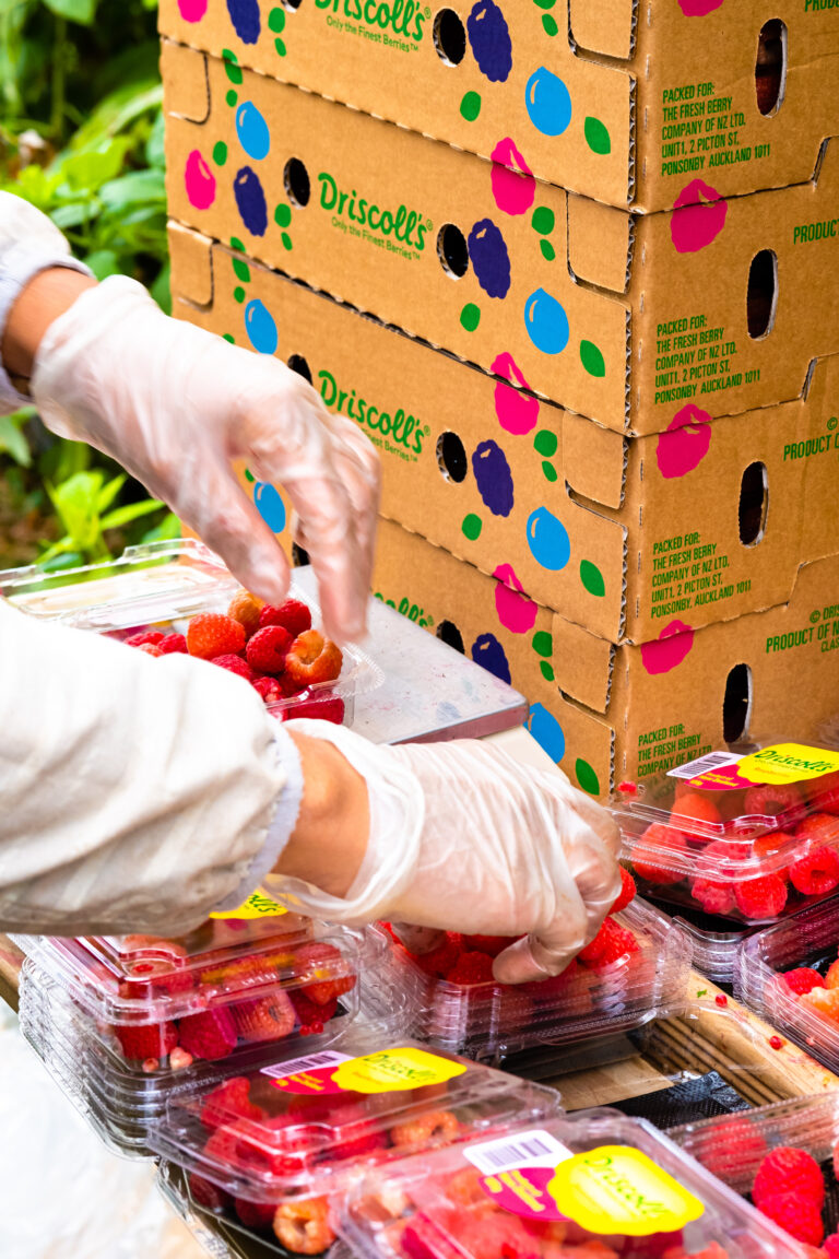 RD8 Fresh Produce - Berry Farms February 2020 - by John Miles Photography. Business Life Photography by Rotorua Commercial Photographer John Miles Photography