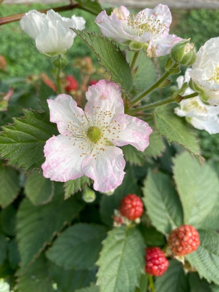 Blackberry flower