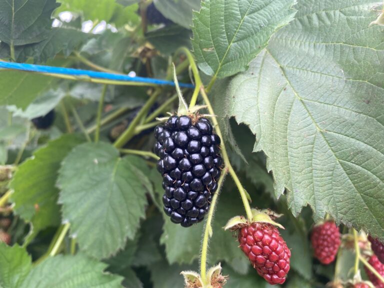 Blackberry fruit