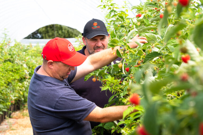 RD8 Fresh Produce - Berry Farms February 2020 - by John Miles Photography. Business Life Photography by Rotorua Commercial Photographer John Miles Photography