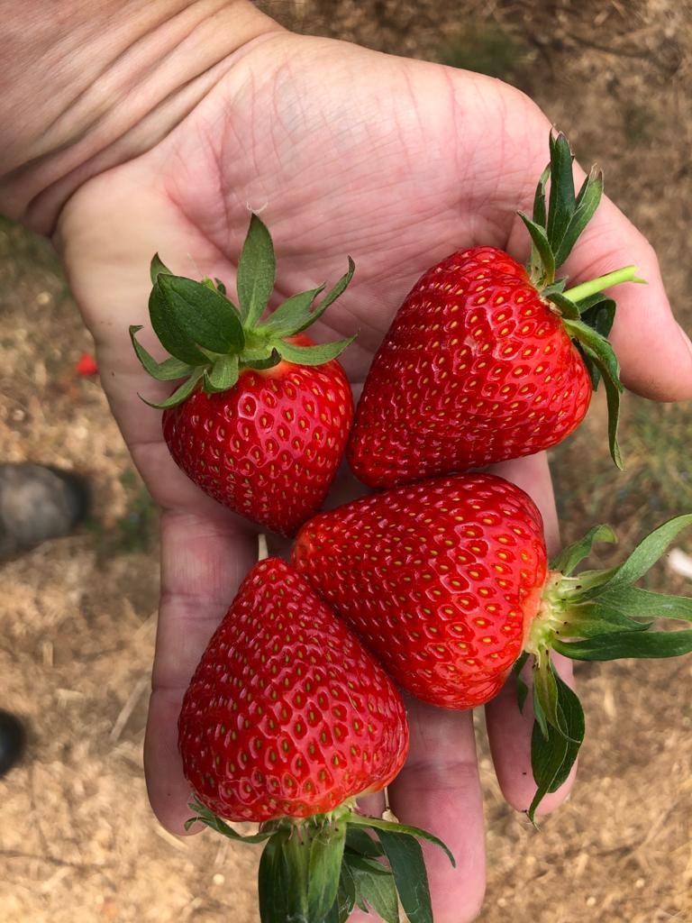 Strawberry fruit